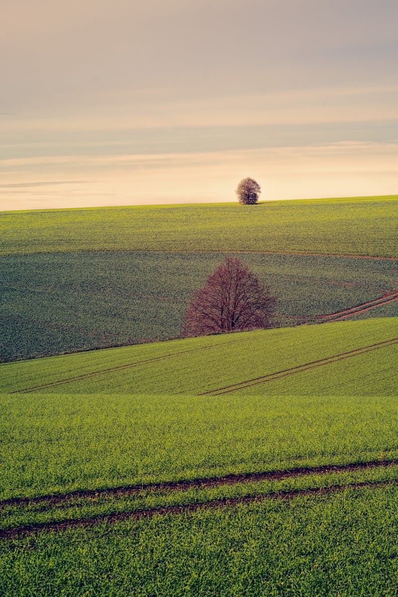 Serene rural landscape with lush green fields and distant trees under a sunset sky.